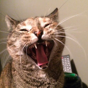 Meet your Posher, Brennan